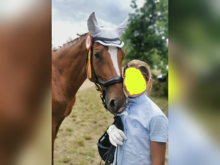 Duits sportpaard Merrie 10 Jaar 167 cm Vos in Groß Kreutz