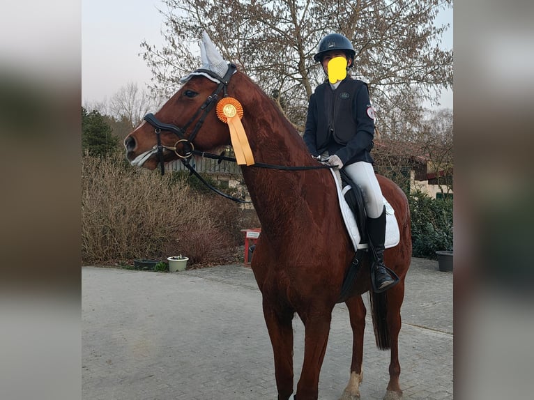 Duits sportpaard Merrie 10 Jaar 167 cm Vos in Groß Kreutz