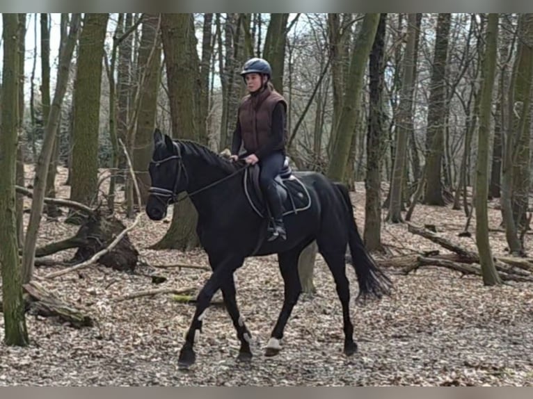 Duits sportpaard Merrie 10 Jaar 167 cm Zwart in Braunschweig