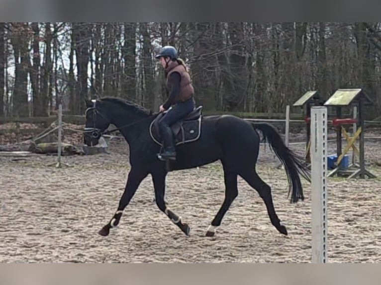 Duits sportpaard Merrie 10 Jaar 167 cm Zwart in Braunschweig