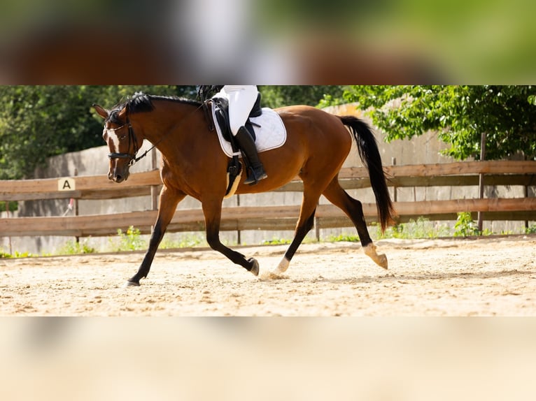 Duits sportpaard Merrie 10 Jaar 168 cm Bruin in Bannewitz