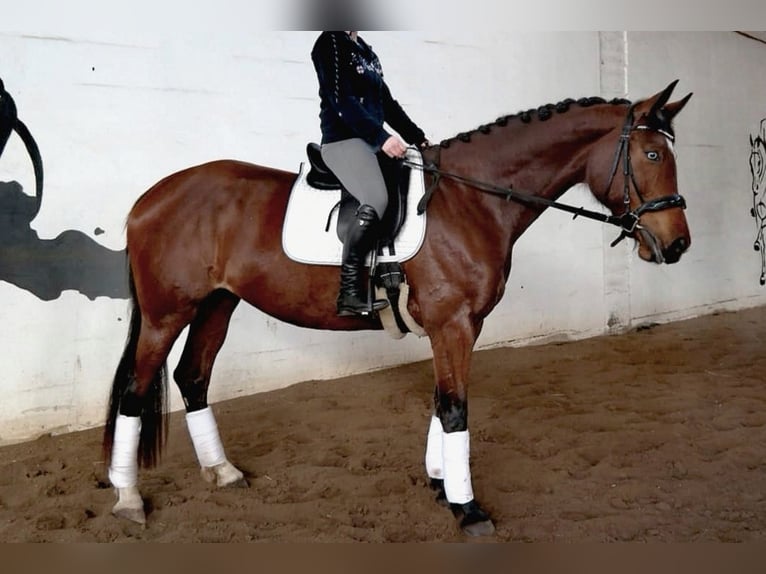 Duits sportpaard Merrie 10 Jaar 168 cm Bruin in Bannewitz
