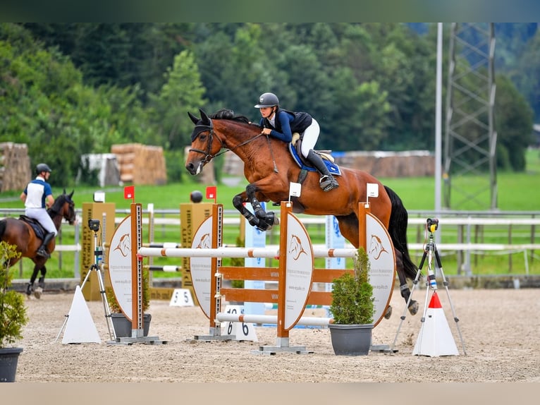 Duits sportpaard Merrie 10 Jaar 168 cm Bruin in Oberriet SG