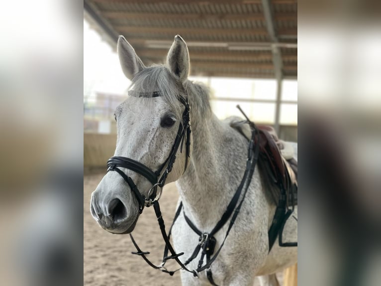 Duits sportpaard Merrie 10 Jaar 168 cm Schimmel in Eppingen