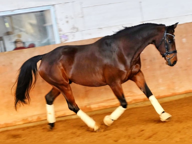 Duits sportpaard Merrie 10 Jaar 169 cm Brauner in Halblech