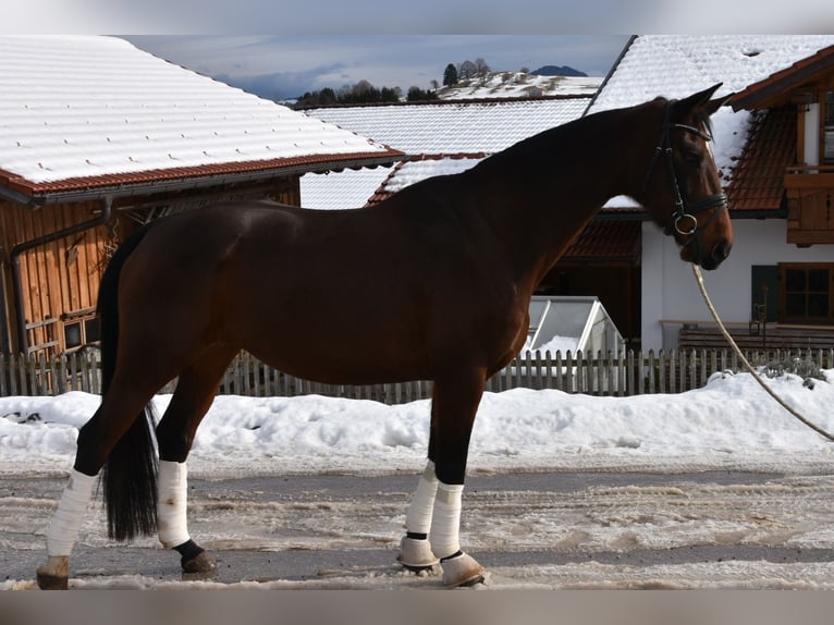 Duits sportpaard Merrie 10 Jaar 169 cm Brauner in Halblech