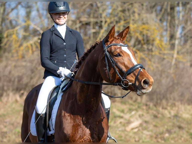 Duits sportpaard Merrie 10 Jaar 169 cm Vos in Moritzburg