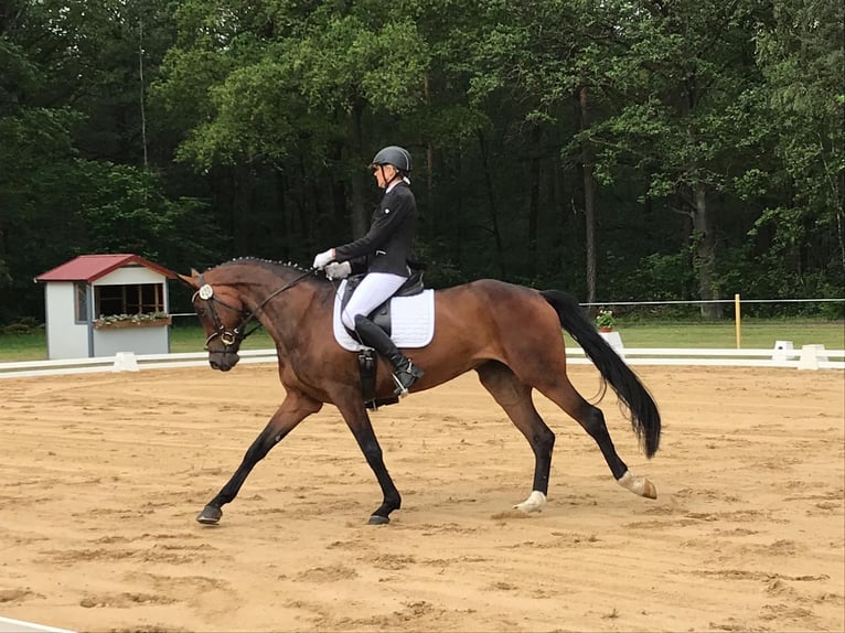 Duits sportpaard Merrie 10 Jaar 170 cm Bruin in Sohland am Rotstein