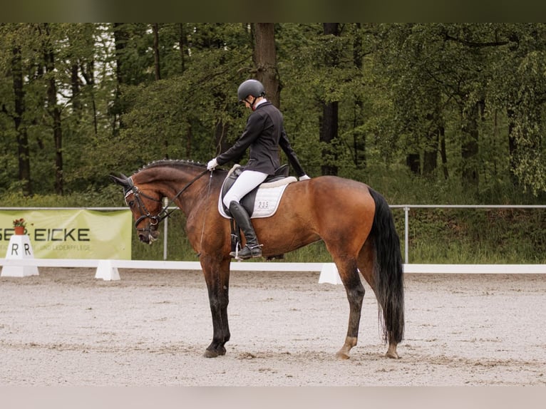 Duits sportpaard Merrie 10 Jaar 170 cm Bruin in Sohland am Rotstein