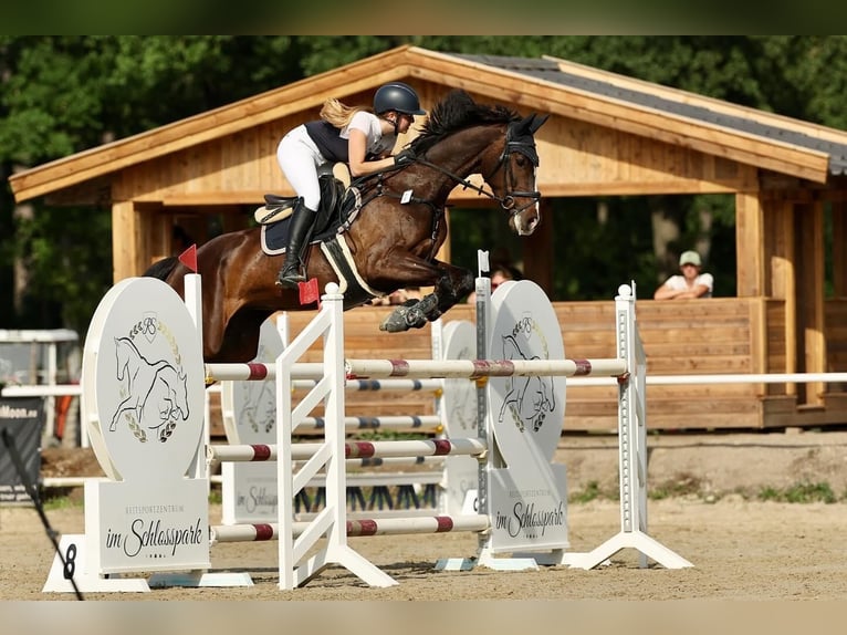 Duits sportpaard Merrie 10 Jaar 170 cm Bruin in Wien, Donaustadt