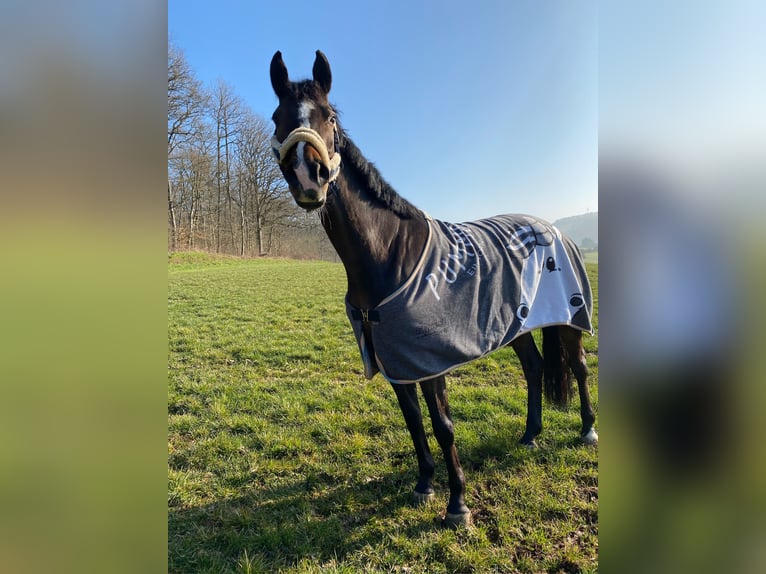 Duits sportpaard Merrie 10 Jaar 170 cm Bruin in Wien, Donaustadt