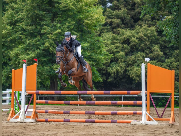Duits sportpaard Merrie 10 Jaar 170 cm Bruin in Bahretal