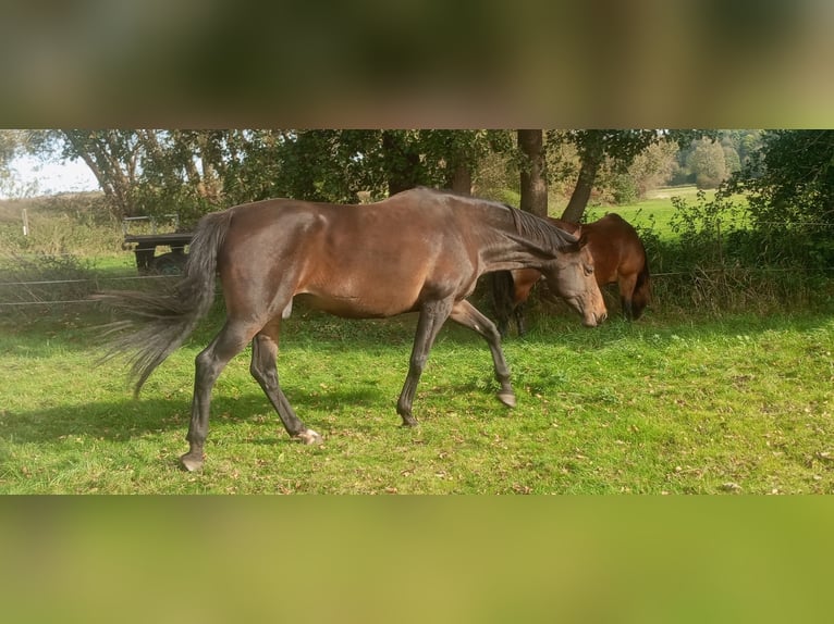 Duits sportpaard Merrie 10 Jaar 170 cm Donkerbruin in Schildow