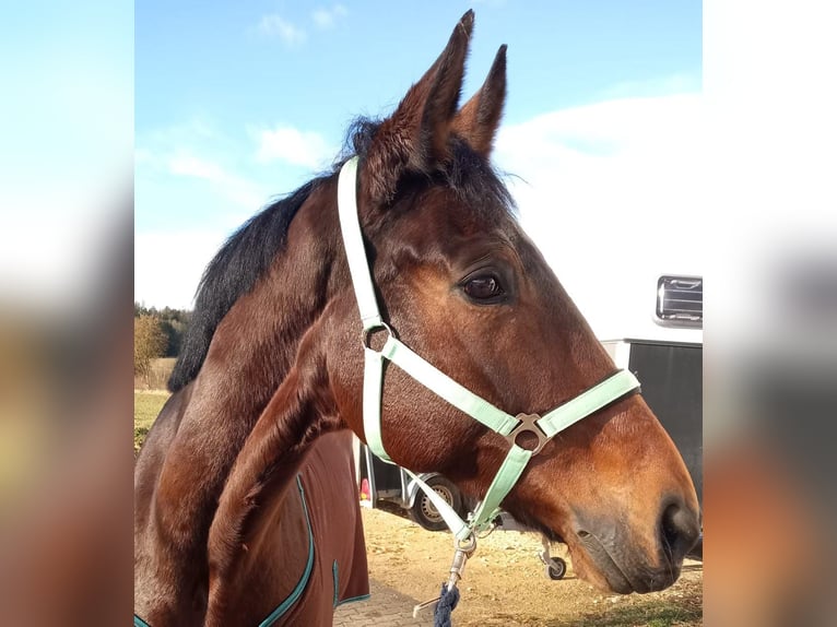 Duits sportpaard Merrie 10 Jaar 170 cm Donkerbruin in Weißenburg in Bayern