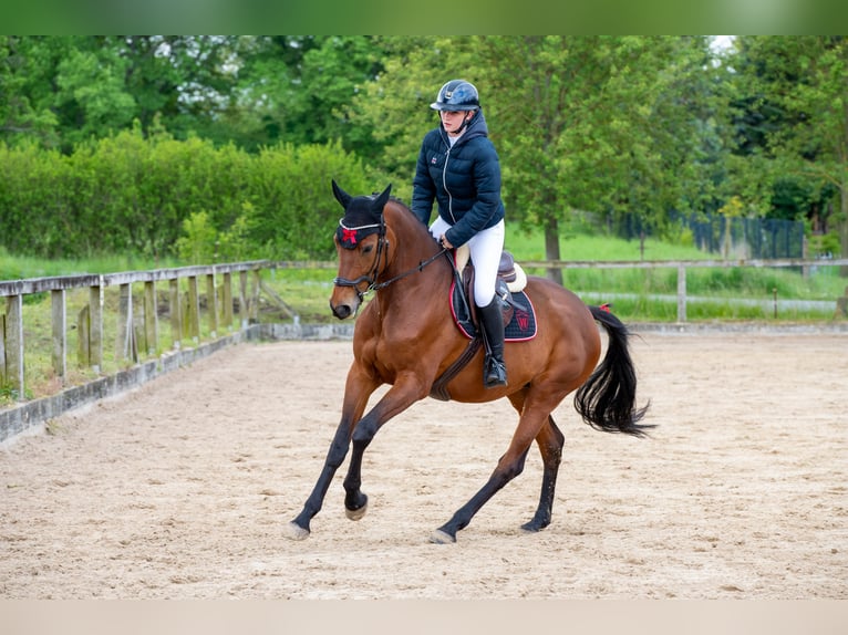 Duits sportpaard Merrie 10 Jaar 172 cm Bruin in Weimar