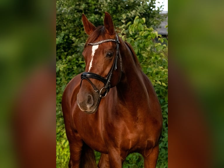 Duits sportpaard Merrie 10 Jaar 172 cm Donkere-vos in Neritz