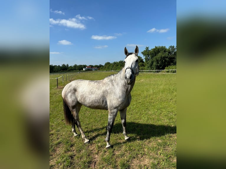 Duits sportpaard Merrie 10 Jaar 173 cm Blauwschimmel in Nieder-Olm