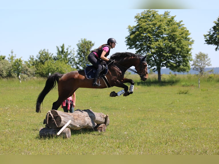 Duits sportpaard Merrie 10 Jaar 173 cm Bruin in Rudolstadt