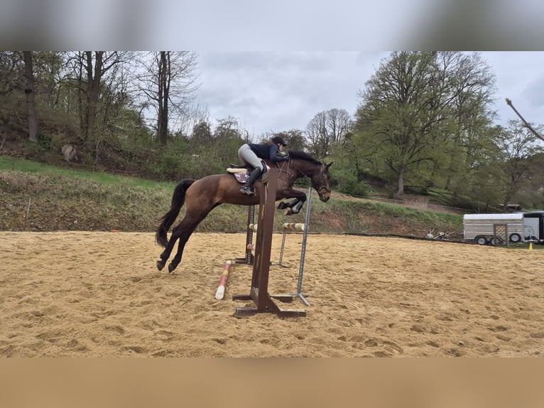 Duits sportpaard Merrie 10 Jaar 173 cm Bruin in Rudolstadt