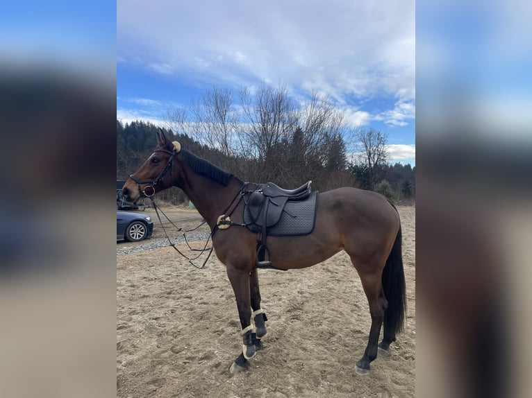 Duits sportpaard Merrie 10 Jaar 173 cm Bruin in Steuerberg Feldkirchen