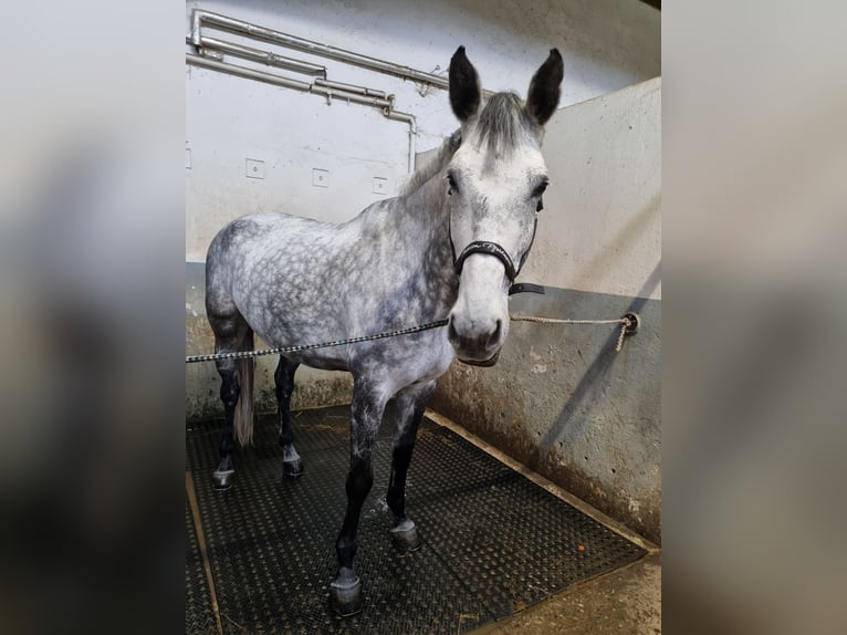 Duits sportpaard Merrie 10 Jaar 174 cm Appelschimmel in Bad Schussenried