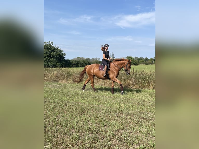 Duits sportpaard Merrie 10 Jaar 174 cm Vos in Potsdam