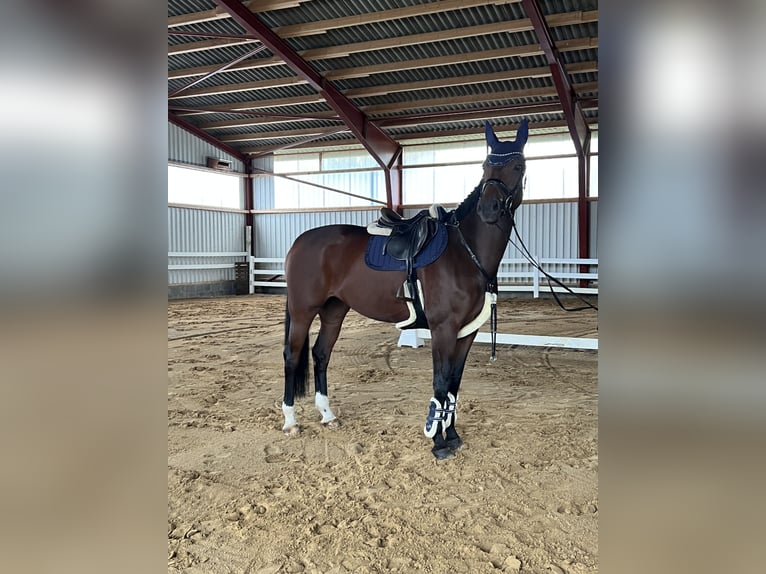 Duits sportpaard Merrie 10 Jaar 175 cm Bruin in Pritzwalk