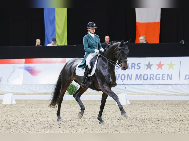 Duits sportpaard Merrie 10 Jaar 175 cm Donkerbruin in Görlitz