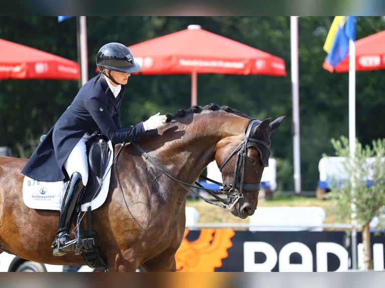 Duits sportpaard Merrie 10 Jaar 175 cm Donkerbruin in Görlitz