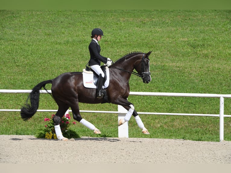 Duits sportpaard Merrie 10 Jaar 177 cm Zwart in Bad Wörishofen