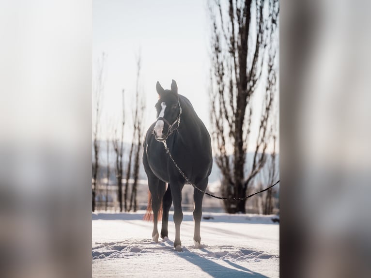 Duits sportpaard Merrie 11 Jaar 160 cm Zwart in Frauenstein