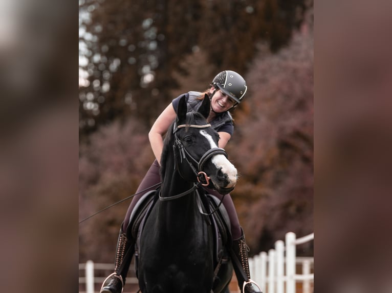 Duits sportpaard Merrie 11 Jaar 160 cm Zwart in Frauenstein