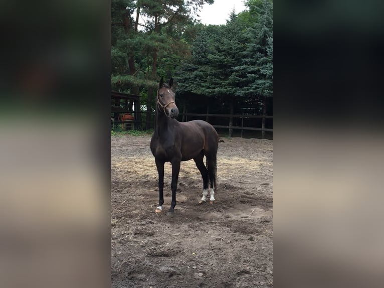 Duits sportpaard Merrie 11 Jaar 161 cm Donkerbruin in Gardelegen