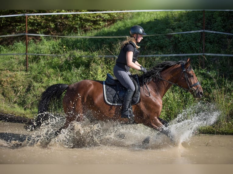 Duits sportpaard Merrie 11 Jaar 163 cm Bruin in Büdingen