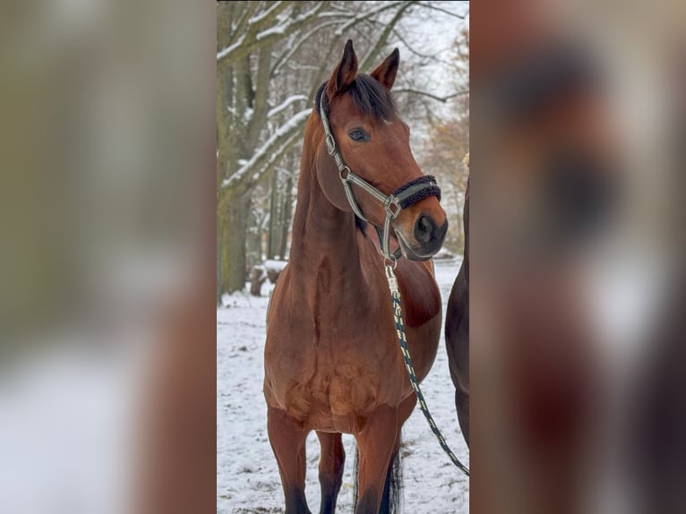 Duits sportpaard Merrie 11 Jaar 163 cm Bruin in Berlin