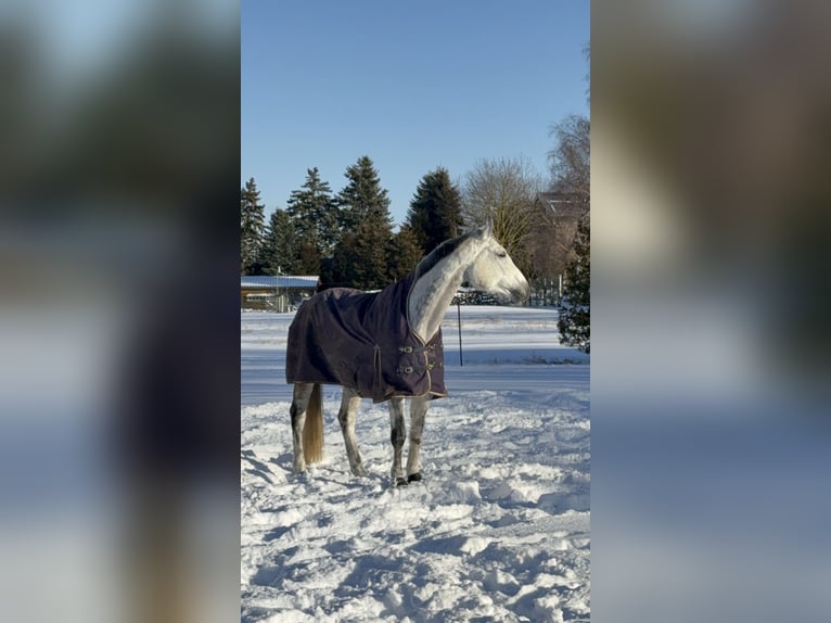 Duits sportpaard Merrie 11 Jaar 164 cm Appelschimmel in Harzgerode