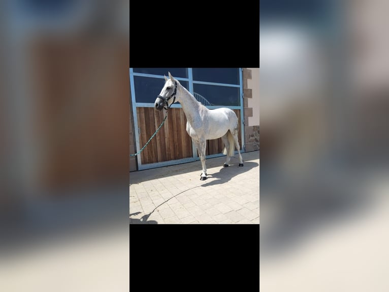 Duits sportpaard Merrie 11 Jaar 164 cm Schimmel in Ludwigshafen am Rhein