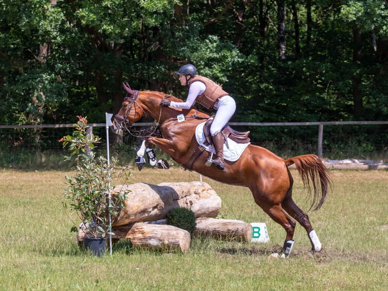 Duits sportpaard Merrie 11 Jaar 164 cm Vos in Didderse
