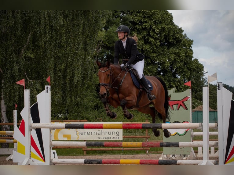 Duits sportpaard Merrie 11 Jaar 165 cm Bruin in Obernburg am Main