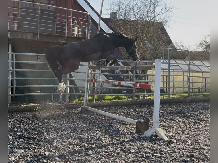 Duits sportpaard Merrie 11 Jaar 165 cm Donkerbruin in Dischingen