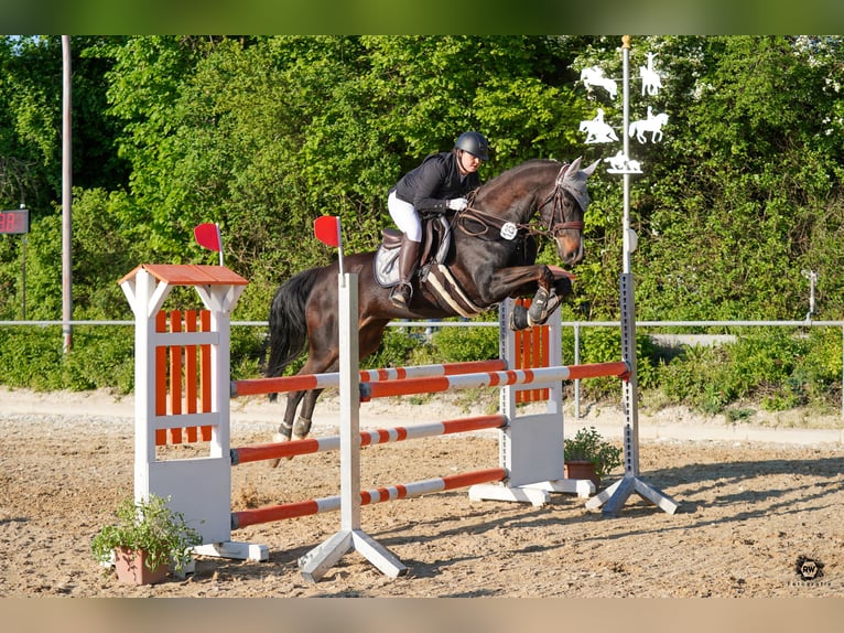 Duits sportpaard Merrie 11 Jaar 165 cm Donkerbruin in Dischingen