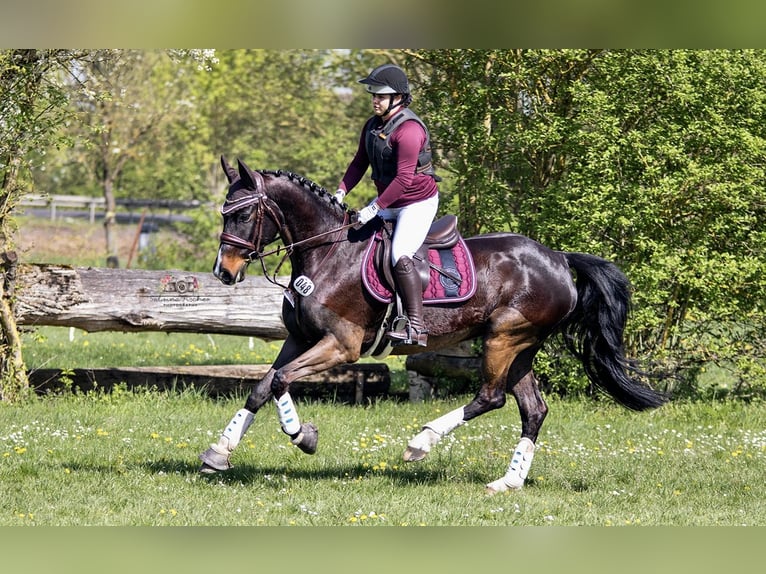 Duits sportpaard Merrie 11 Jaar 165 cm Donkerbruin in Dischingen