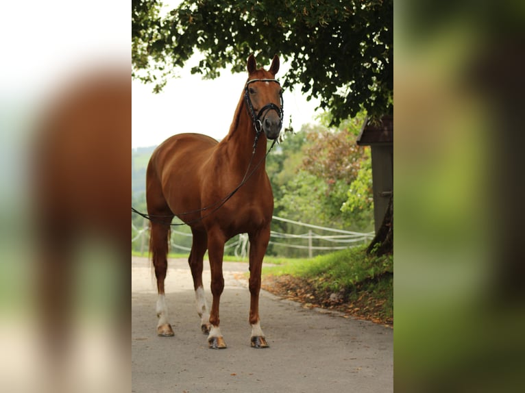 Duits sportpaard Merrie 11 Jaar 165 cm Vos in Amtzell