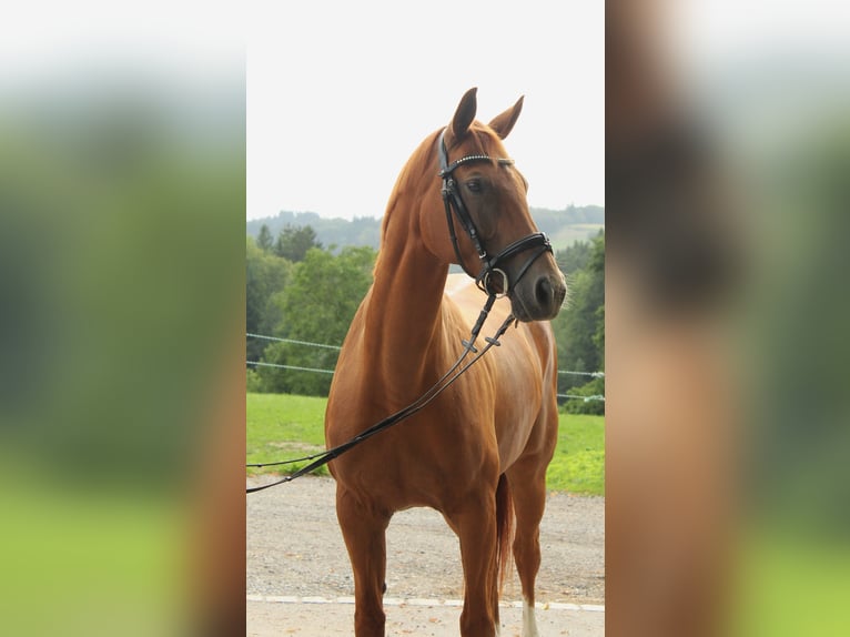 Duits sportpaard Merrie 11 Jaar 165 cm Vos in Amtzell