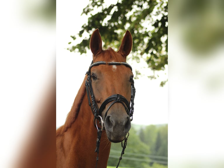 Duits sportpaard Merrie 11 Jaar 165 cm Vos in Amtzell