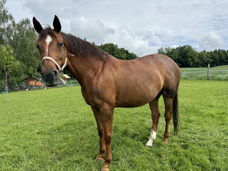 Duits sportpaard Merrie 11 Jaar 165 cm Vos in Fraunberg