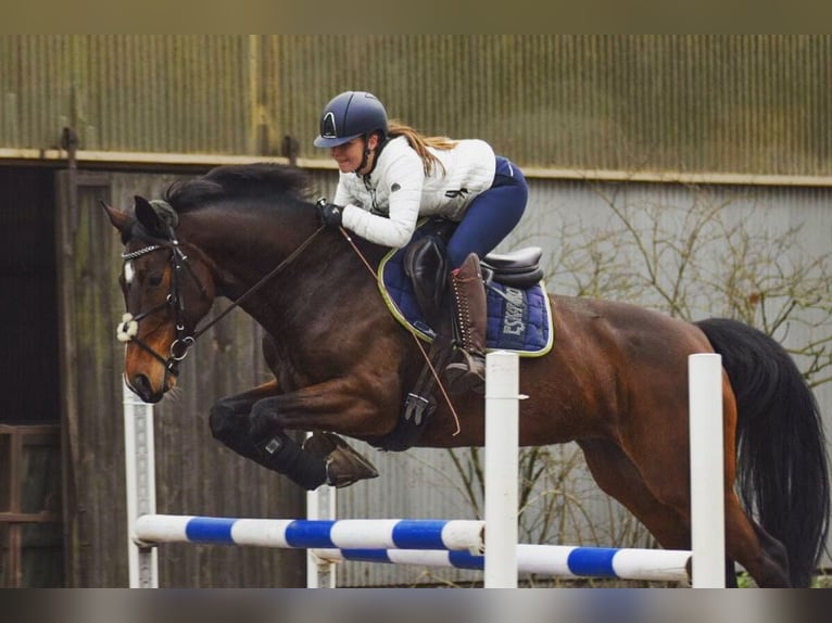 Duits sportpaard Merrie 11 Jaar 166 cm Bruin in Breddin