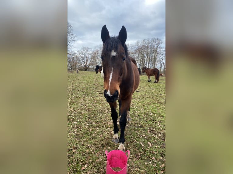 Duits sportpaard Merrie 11 Jaar 166 cm Bruin in Breddin