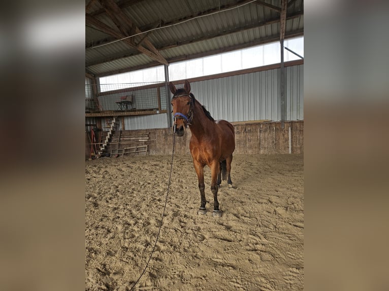 Duits sportpaard Merrie 11 Jaar 166 cm Bruin in Anhausen