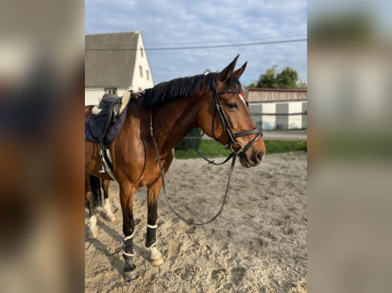 Duits sportpaard Merrie 11 Jaar 167 cm Bruin in Claußnitz